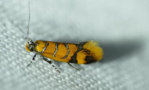 Réf. 265 937 : Promalactis procerella